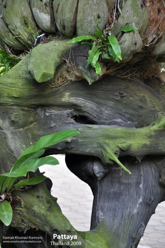 Thailand, Pattaya, Siamak Travels 007