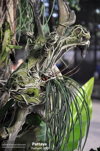 Thailand, Pattaya, Siamak Travels 008