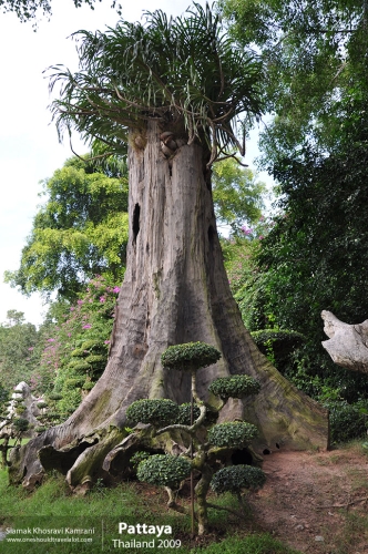 Thailand, Pattaya, Siamak Travels 009