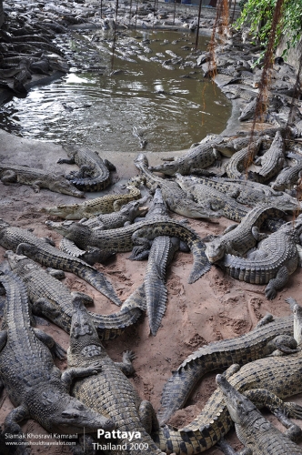 Thailand, Pattaya, Siamak Travels 011