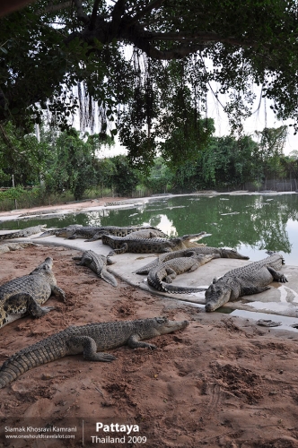 Thailand, Pattaya, Siamak Travels 012