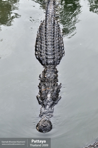 Thailand, Pattaya, Siamak Travels 013