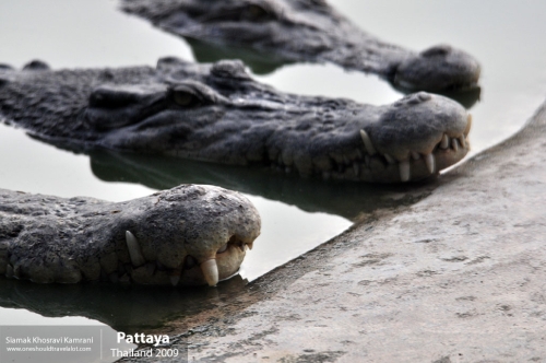 Thailand, Pattaya, Siamak Travels 015