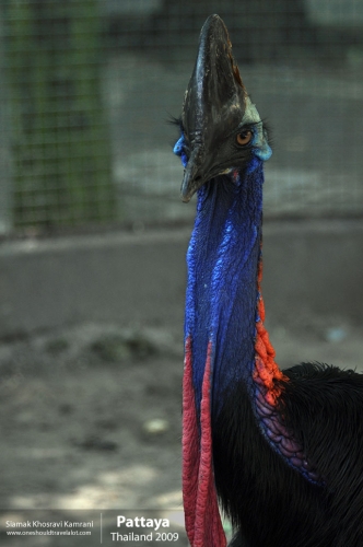 Thailand, Pattaya, Siamak Travels 040