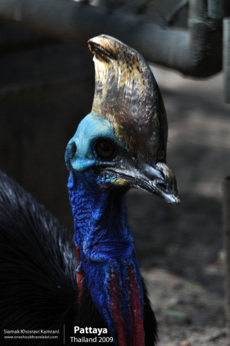 Thailand, Pattaya, Siamak Travels 042