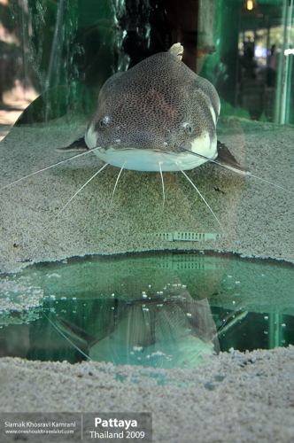 Thailand, Pattaya, Siamak Travels 043