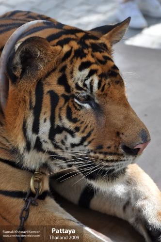 Thailand, Pattaya, Siamak Travels 045