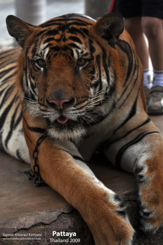 Thailand, Pattaya, Siamak Travels 047