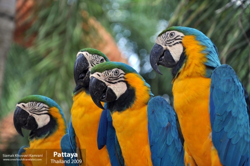 Thailand, Pattaya, Siamak Travels 048